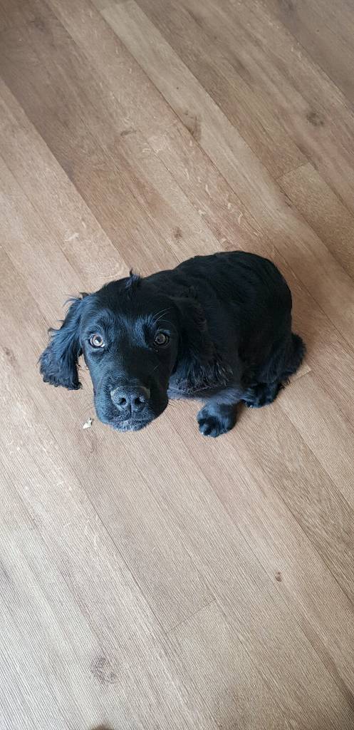 sprocker rehome